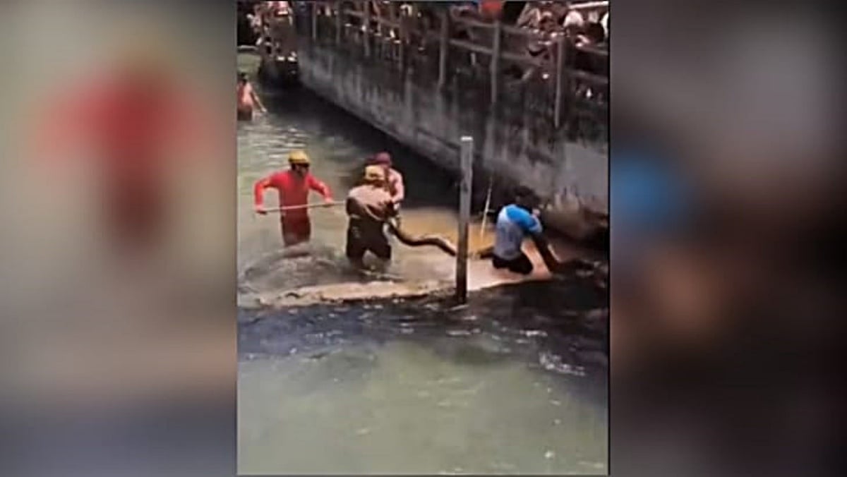 Sucuri de cinco metros é resgatada em piscina de resort de Rio Quente
